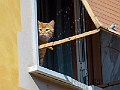 Il portinaio_40